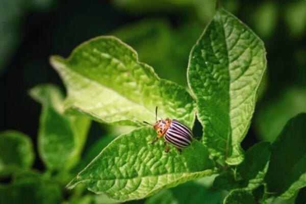 Gene Editing in Leptinotarsa decemlineata
