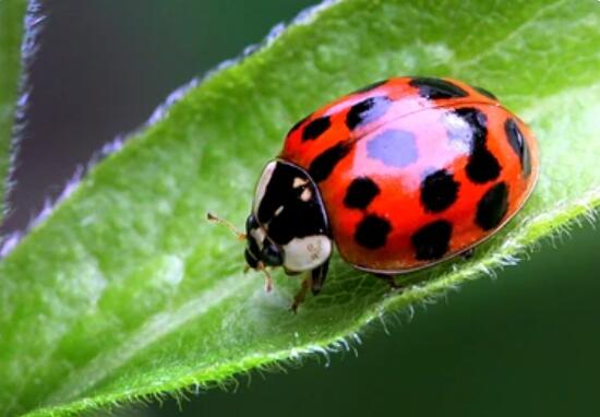 Gene Editing in Harmonia axyridis