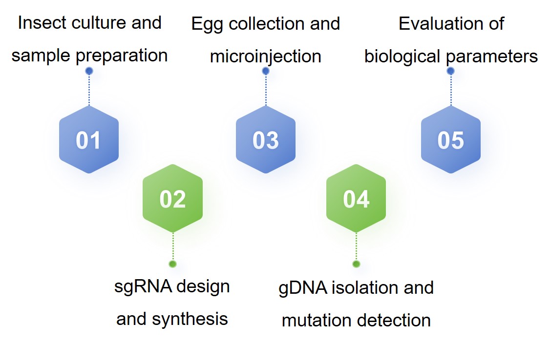 Technical process of gene editing in Harmonia axyridis - Lifeasible