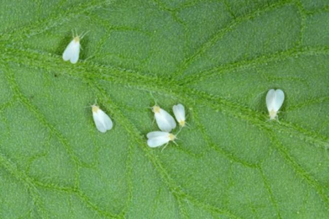 Gene Editing in Bemisia tabaci