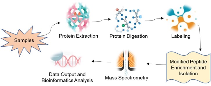 Fig 1. Service flow for protein phosphorylation modification labelling quantification- Lifeasible.