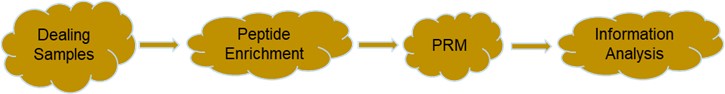 Fig 3. Service flow for protein phosphorylation modification PRM targeted quantification- Lifeasible.