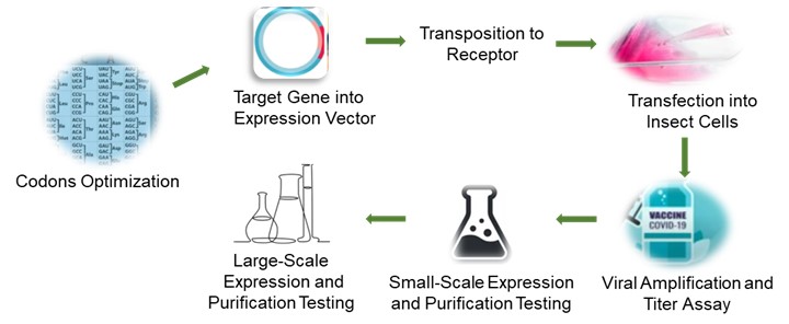 Fig 1. Service flow for the Bac-to-Bac baculovirus expression system- Lifeasible.