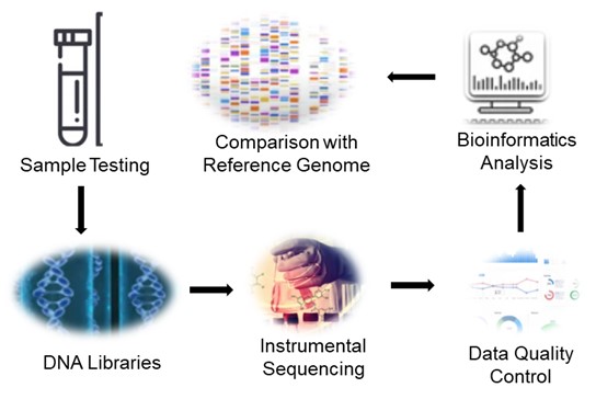 Fig 1. Service flow for bombyx mori genome sequencing- Lifeasible.