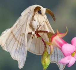 Breeding of Bombyx Mori