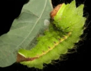 Gene Editing in Antheraea Pernyi