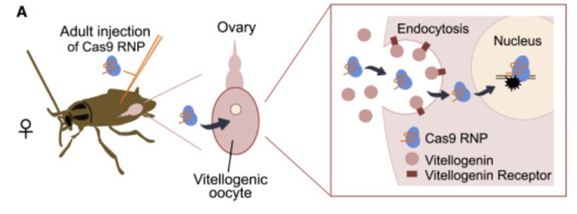 A schematic of DIPA-CRISPR.