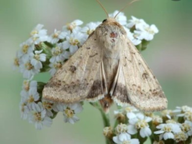 Gene Editing in Helicoverpa Armigera