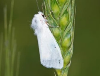 Gene Editing in Hyphantria Cunea