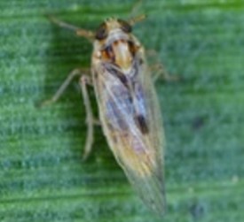 Gene Editing in Laodelphax Striatellus
