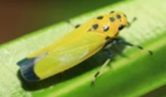 Gene Editing in Nephotettix Bipunctatus