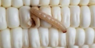 Gene Editing in Ostrinia Furnacalis