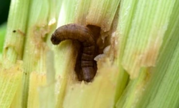 Gene Editing in Spodoptera Frugiperda