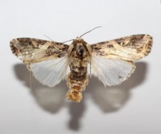 Gene Editing in Spodoptera Litura