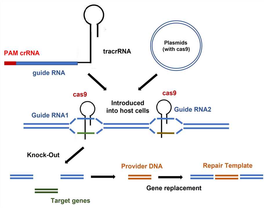 Gene Editing in Spodoptera Litura