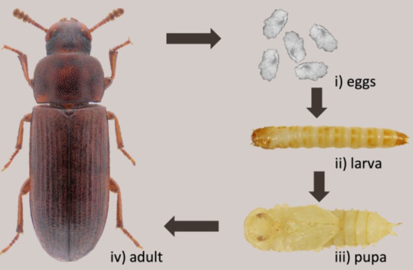 Tribolium castaneum life stages