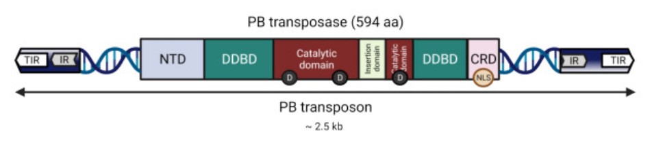 Organization and functional domains of piggyBac.
