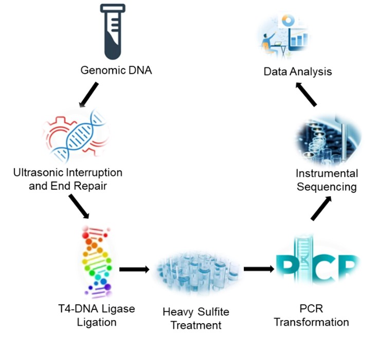 Fig 1. Service flow for genomic methylation analysis of bombyx mori- Lifeasible.