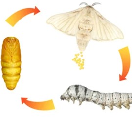 Genomic Methylation Analysis of Bombyx Mori