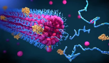 Insect Enzyme Detection