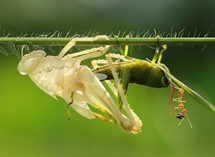 Insect Hormone Detection