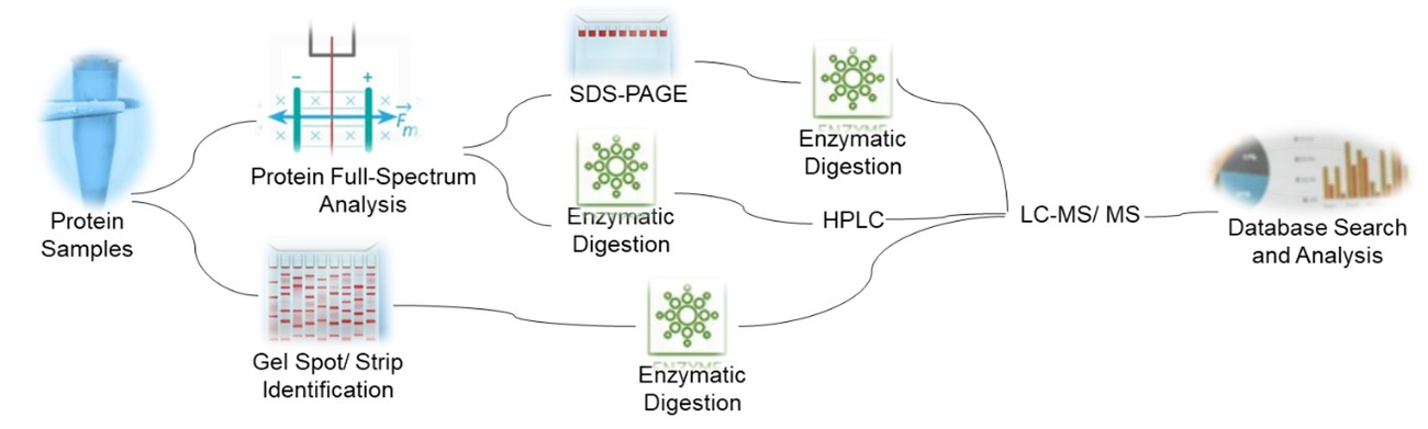 Fig 1. Service flow for insect protein identification analysis- Lifeasible.