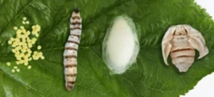 Molecular Marker Technology of Bombyx Mori