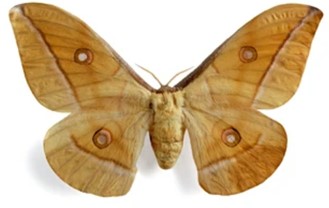 Molecular Markers of Antheraea Pernyi