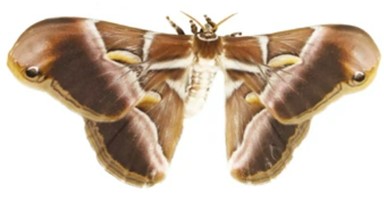 Molecular Markers of Philosamia Cynthia Ricini
