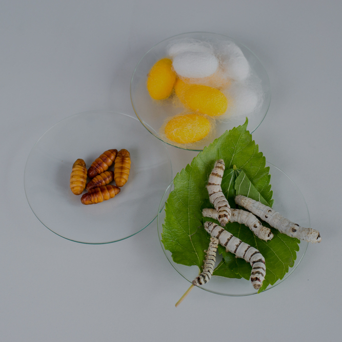 Silkworm-Products.jpg