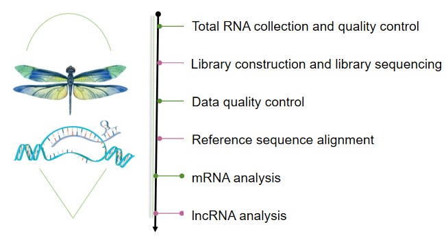 Process of testing.