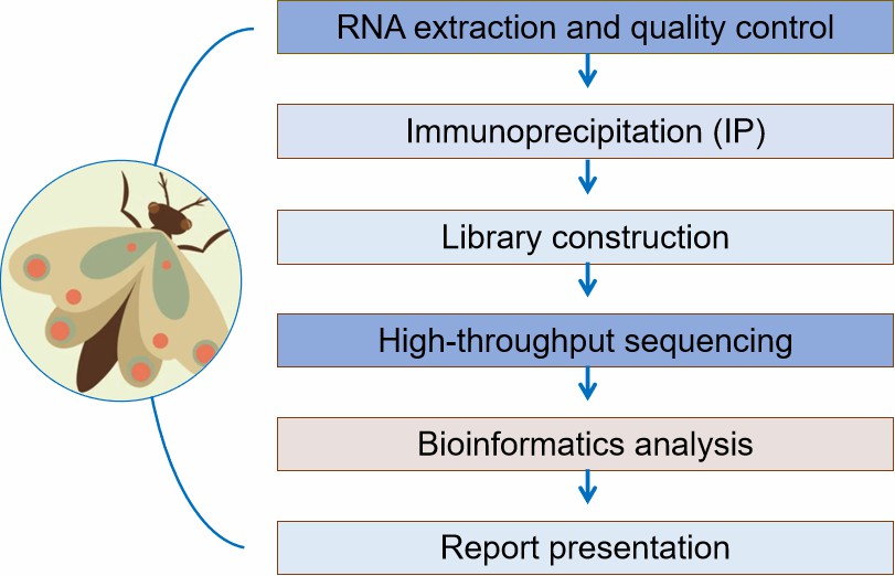 Process of our services.