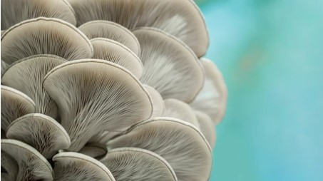 Cultivation of Various Mushrooms picture2