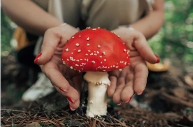 Applications for Mushrooms picture2