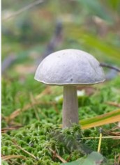 Mushroom Biology Services picture2