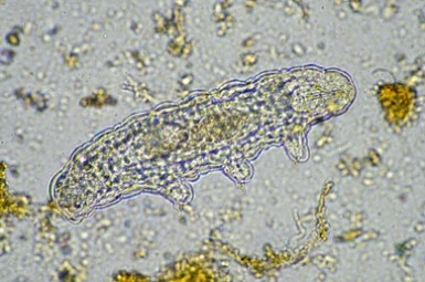 Mushroom Microbiology Service picture1