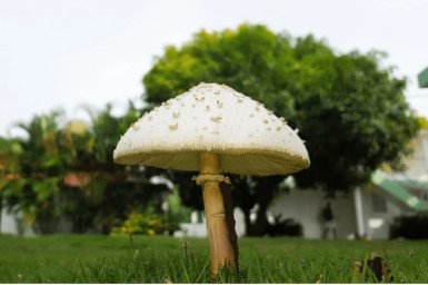 Mushroom Microbiology Service picture2