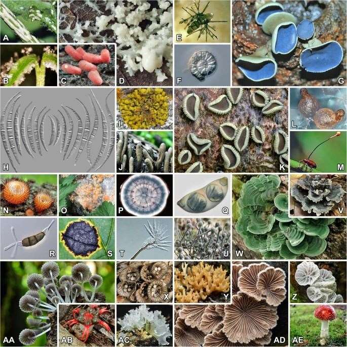 The diversity of Fungi and fungal-like organisms is staggering, with between 2.2 to 3.8 million species predicted.