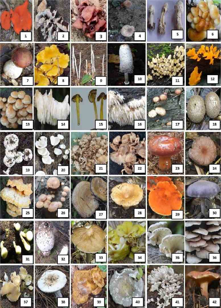 Wild edible mushrooms of Nagaland.