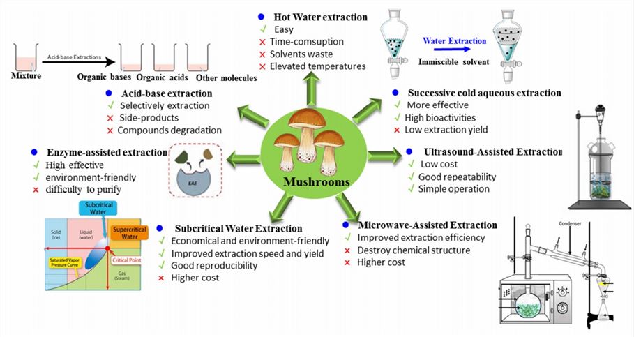 A variety of extraction methods of polysaccharide from edible mushroom.