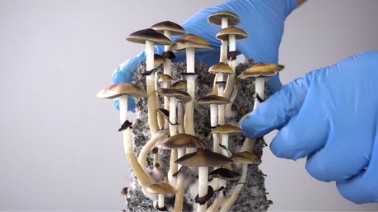 Evaluation and Screening of Mushroom Strains