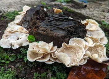 Mushroom Mycoremediation Spawn