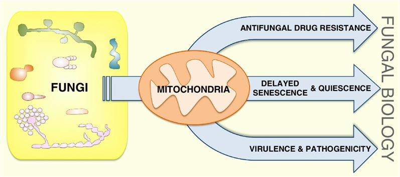 Mitochondria play a central role in fungal senescence and quiescence.