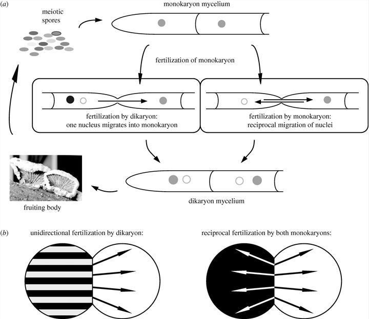 Life cycle and fertilization of Schizophyllum commune.