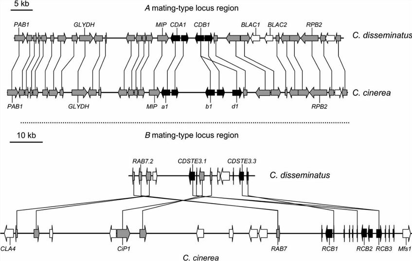 Schematic comparison of genomic regions from C. cinerea to C. disseminatus A and B mating-type loci.