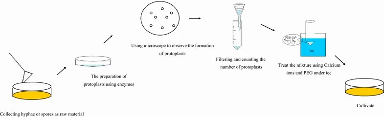 Basic steps of the protoplast-mediated transformation.