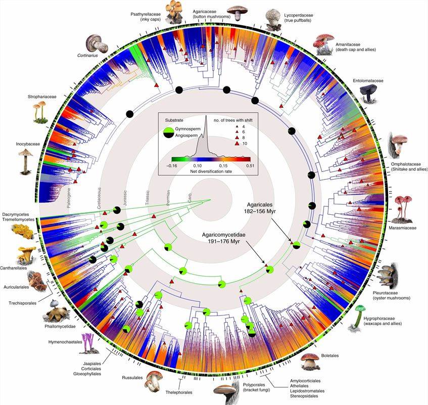 Phylogenetic relationships and diversification across 5,284 mushroom-forming fungi.