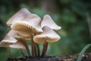 Sexual Selection in Mushrooms