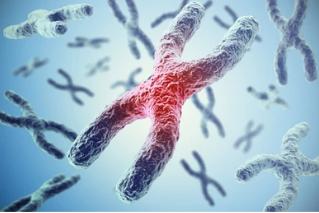 Determination of Mushroom Genome Karyotypes