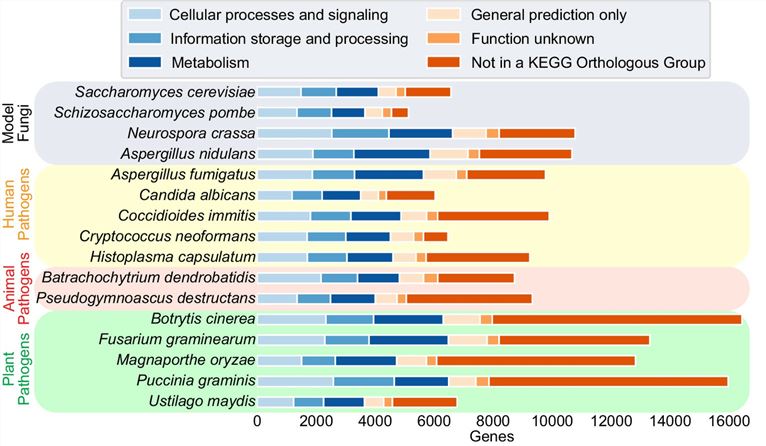 The function of many fungal genes is unknown.